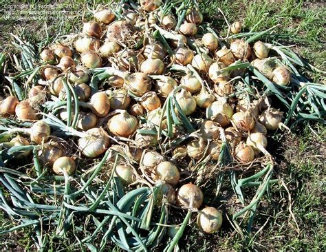 Plantfiles Pictures Allium Garden Onion Edible Onion Dp Sweet