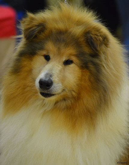 A quick reference guide with all the info on hybrids. Gerian Rough Collies