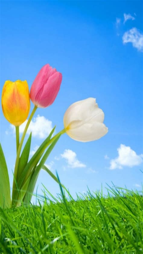 50 Free Spring Wallpaper For Phone