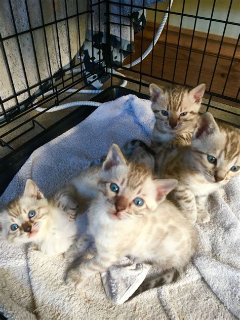 Always have a great selection. Bengal Cats For Sale | Colorado Springs, CO #193256