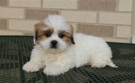 Two Cute Lhasa Apso Puppies Available For Sale Adoption From South
