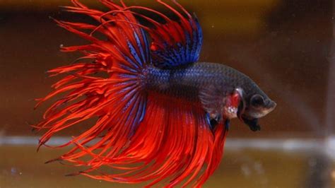 Sementara di indonesia sendiri diketahui memiliki spesies ikan cupang endemic yaitu betta channoides yang hidup di daerah kalimantan timur, tepatnya di pampang. Jenis-jenis Ikan Cupang yang Ada di Indonesia