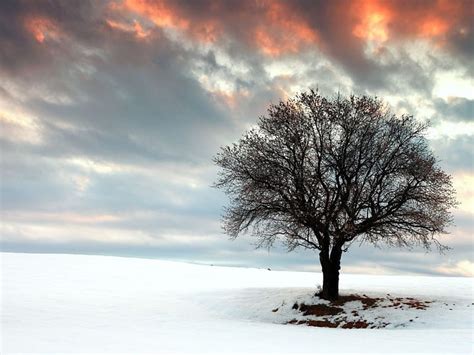 1290x2796px 2k Free Download Sunset Over Lone Tree In Winter Winter