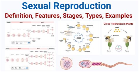 Sexual Reproduction Features Stages Types Examples