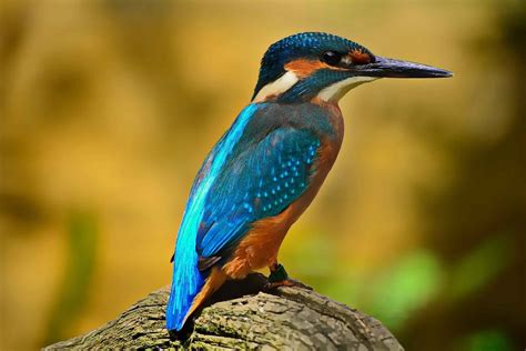 Синяя птица Описание особенности виды образ жизни и среда обитания
