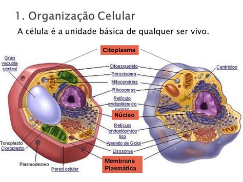 Organização Celular Digitalizando A Biologia