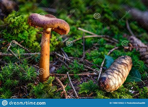 Armillaria Ostoyae Dark Common Honey Fungus Mushroom In Colourful