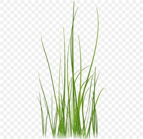 Grass Lossless Compression Clip Art Png 399x800px Grass Commodity