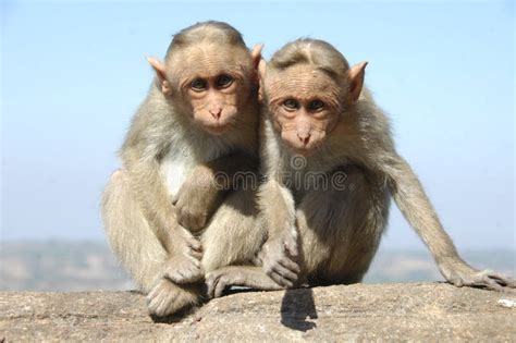 Two Monkeys On A Wall Stock Image Image Of Bright Cheeky 19196175