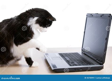 El Gato Utiliza Una Computadora Portátil Imágenes De Archivo Libres De