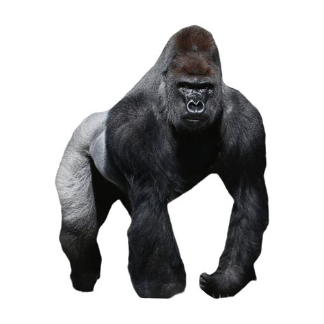 A Gorilla Standing On One Leg And Looking At The Ground With Its Mouth