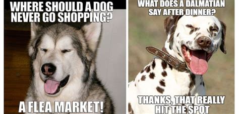 25 Dog Jokes That Are That Will Have You Rolling Dog Dispatch