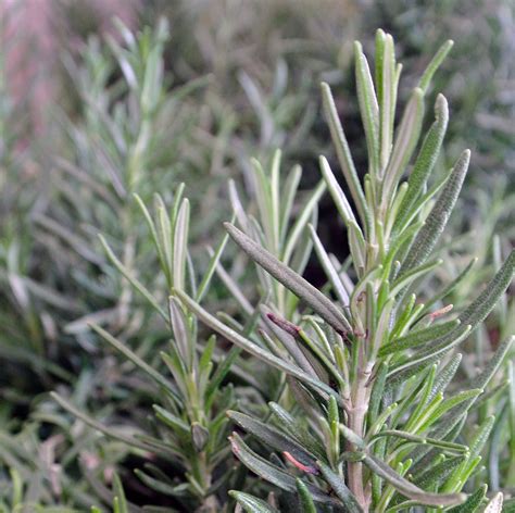 100 Free Rosmarin Pflanze Rosemary Images Pixabay