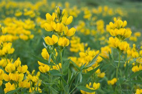 Mountain standard time (mst) elevation: Colorado Spring Flowers | Spring flowers, Nature, Flowers