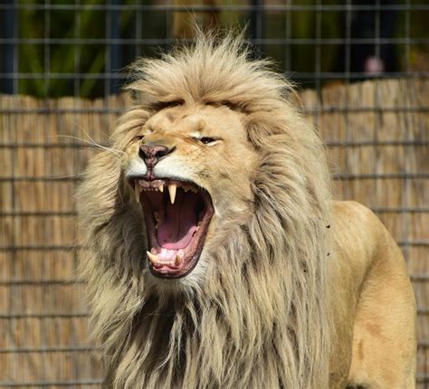 Lion Roaring Inside Cager · Free Stock Photo