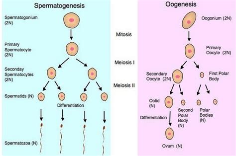 Skema Spermatogenesis Beserta Penjelasannya Terupdate Skemaholic