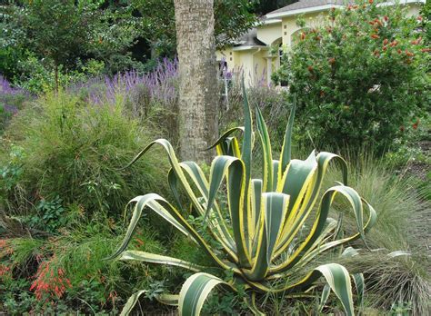 Drought tolerant flowering plants florida. The Gardens of Mount Dora: A Wildly Delightful Cottage Garden