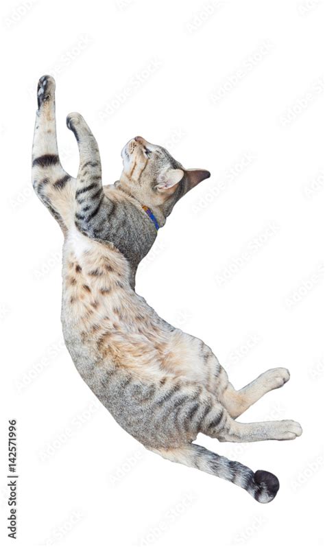 Funny Cat Jumping Isolated On White Background Stock Photo Adobe Stock