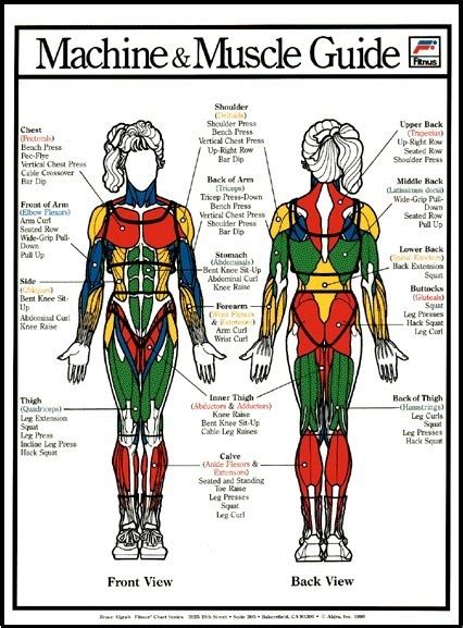 Massage Back Muscle Chart The Most Important Muscles To Work In A
