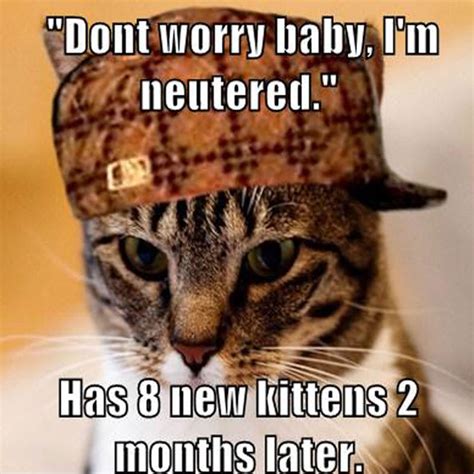 Neutered Cat Gallery 15 Hilariously Inappropriate Animal Memes Complex