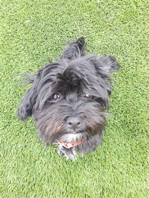 See more ideas about havanese, havanese dogs, havanese puppies. Meet chip my 4 month old havanese! : Havanese
