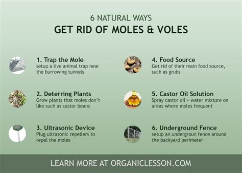 Getting Rid Of Moles 5 Important Facts