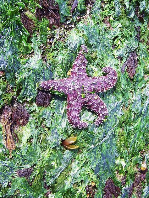 Purple Starfish On Emerald Seaweed Photograph By Julie Rauscher Fine