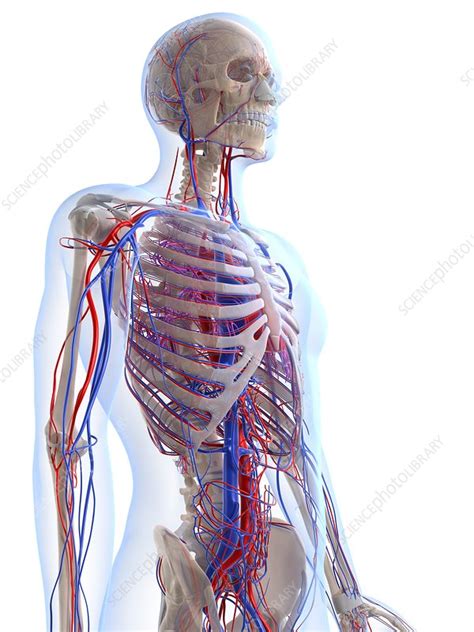 Male Vascular System Artwork Stock Image F0056506 Science Photo