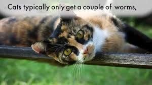 One of the reasons is that it's easier to diagnose keeping your cat indoors will not protect your pet. 10 Things You Didn't Know About Heartworm Disease | Dupont ...
