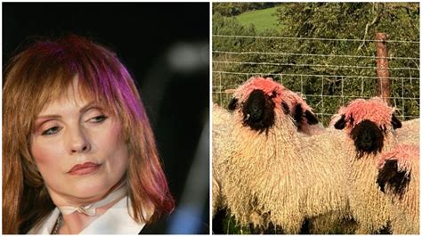 How These Rare Sheep Ended Up With Attractive Pink Hairdos Cbc Radio