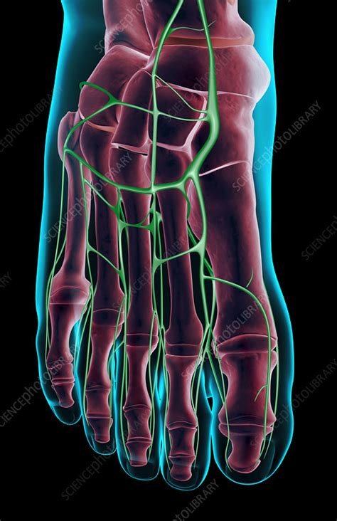 The Lymph Supply Of The Foot Stock Image F0019199 Science Photo
