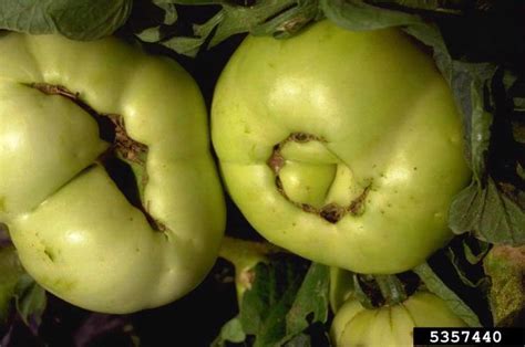 Maybe you would like to learn more about one of these? Help! My Tomatoes Have Acne! | HubPages