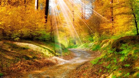 جاده خاکی جنگلی در پاییز Autumn Light Over Forest