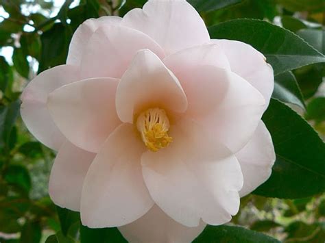 Camellia Japonica Magnoliaeflora Wholesale Nursery Nurseries In
