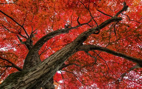 Maple Tree Full Hd Wallpaper And Background Image 1920x1200 Id597365