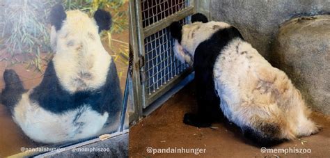 Conditions Of Memphis Zoos Pandas Raise Big Questions