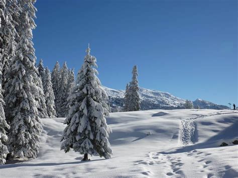Free Picture Snow Winter Cold Hill Conifer Blue Sky Frost Wood