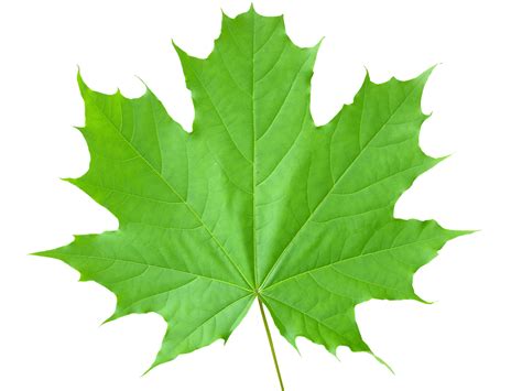 Maple Leaf Wallpaper High Definition High Quality Widescreen