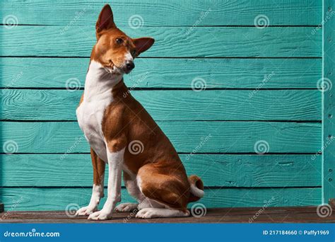 Studio Shot Of Basenji Dog Sitting Looking To Side At Copy Space Over