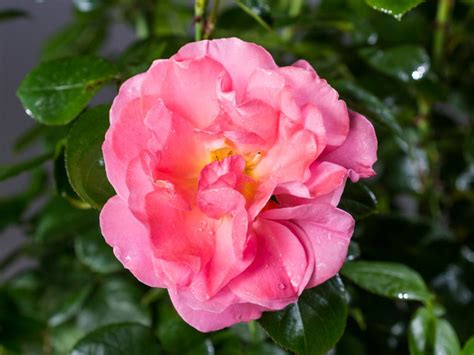 Schwarzes lampenputzergras,1 pflanze (27) € 6,95. Rose Mein schöner Garten ® - Rosa Mein schöner Garten ...