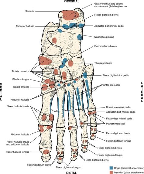 2 The Skeletal System Musculoskeletal Key