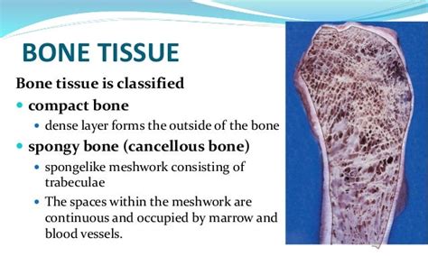 Bone Structure Diagrams