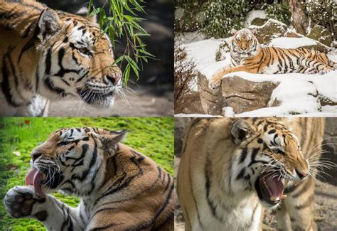 Global Tiger Day 2018 By Austinsptd1996 On Deviantart