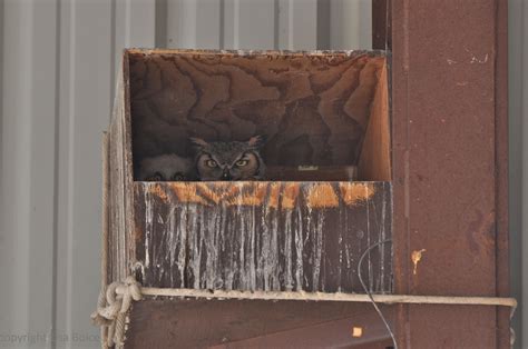 If I Build A Great Horned Owl Box Better Than This Do You Suppose One