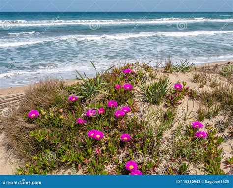 Plants Growing In Sand Over Sardinia Beach Stock Image Image Of
