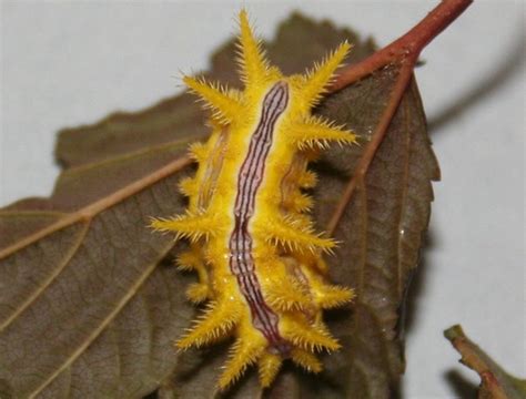 Stinging Caterpillar Identification And Guide Owlcation