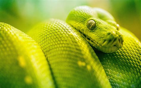 4k Snake Wallpapers Top Free 4k Snake Backgrounds Wallpaperaccess