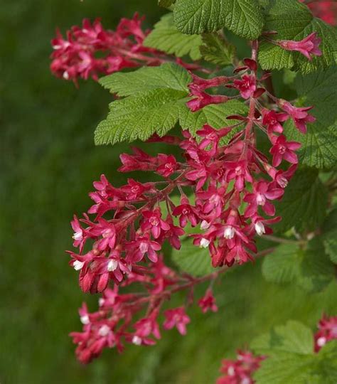 Common flowering trees can provide us with all these things. Ribes sanguineum (Pink Flowering Currant). A native that ...