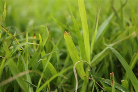 Grass Free Stock Photo Public Domain Pictures