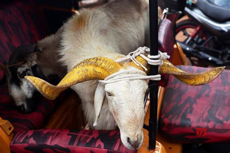 Chennai Goats Reached Chennai For Bakrid Gallery Social News Xyz